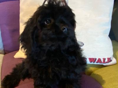 Cavapoo puppies in Carlow