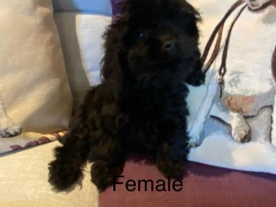 Cavapoo puppies in Carlow