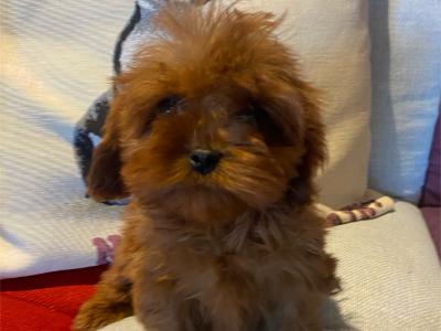 Cavapoo puppies in Carlow