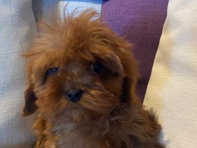 Cavapoo puppies in Carlow