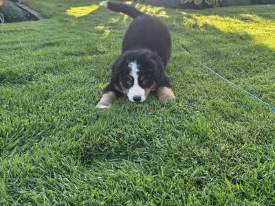 IKC Registered (Pending) Bernese Mountain Dogs in Carlow