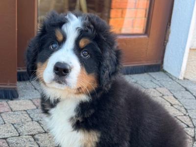 IKC Registered (Pending) Bernese Mountain Dogs in Carlow