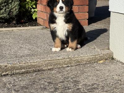 IKC Registered (Pending) Bernese Mountain Dogs in Carlow