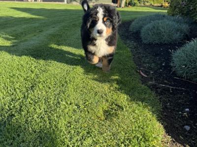 IKC Registered (Pending) Bernese Mountain Dogs in Carlow