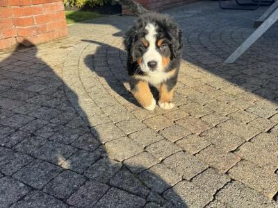IKC Registered (Pending) Bernese Mountain Dogs in Carlow