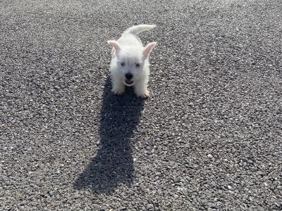 Male West Highland Terrier puppy in Wexford