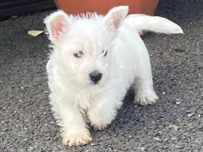 Male West Highland Terrier puppy in Wexford
