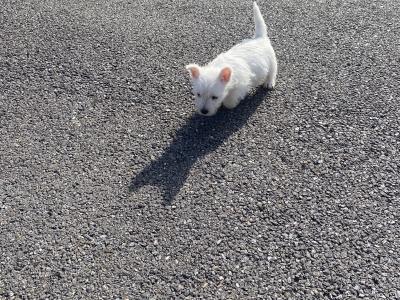 Male West Highland Terrier puppy in Wexford