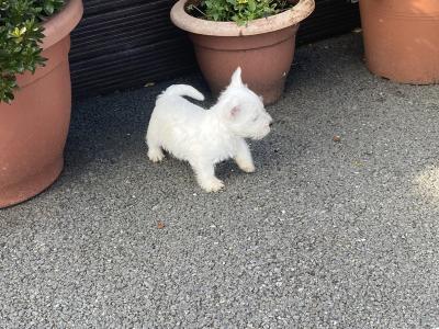 Male West Highland Terrier puppy in Wexford