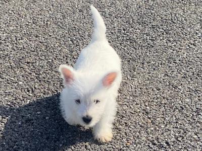 Male West Highland Terrier puppy in Wexford