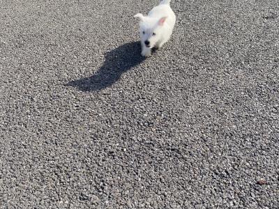 Male West Highland Terrier puppy in Wexford
