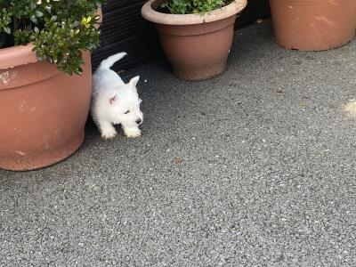 Male West Highland Terrier puppy in Wexford