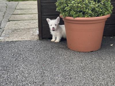 Male West Highland Terrier puppy in Wexford