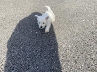 Male West Highland Terrier puppy in Wexford
