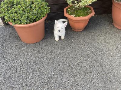 Male West Highland Terrier puppy in Wexford