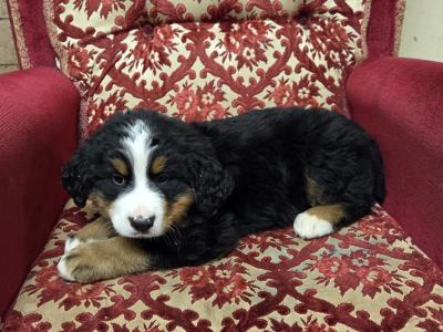 IKC Registered(pending) Pedigree Bernese Mountain Dog puppies for sale in Tipperary