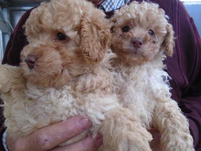 Miniature Poodle puppies in Cork