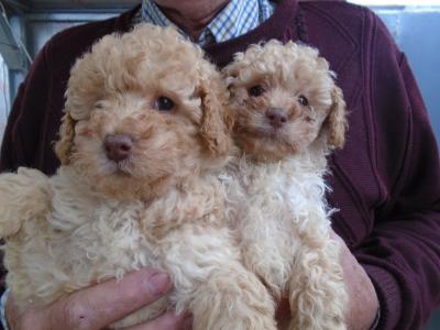 Miniature Poodle puppies in Cork