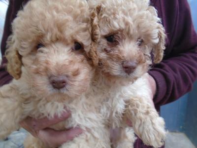 Miniature Poodle puppies in Cork