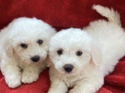 Beautiful Bichon Frise puppies in Wexford - €350.
