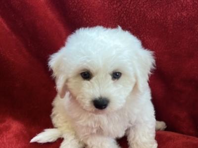 Beautiful Bichon Frise puppies in Wexford - €350.