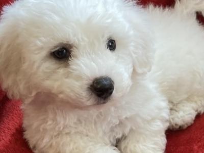 Beautiful Bichon Frise puppies in Wexford - €350.