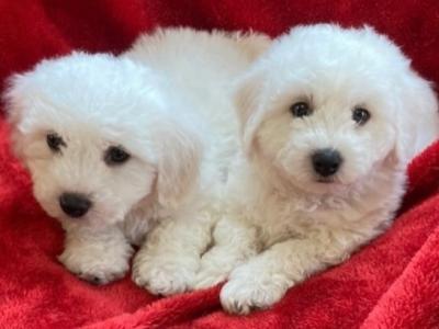 Beautiful Bichon Frise puppies in Wexford - €350.