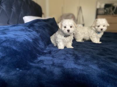 Maltese puppies for sale in Dublin