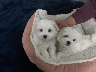 Maltese puppies for sale in Dublin
