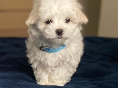 Maltese puppies for sale in Dublin
