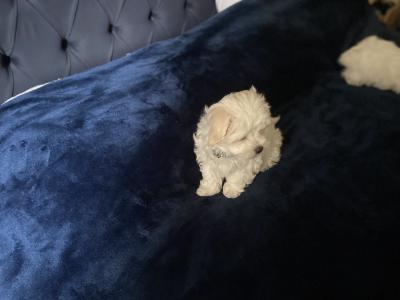 Maltese puppies for sale in Dublin