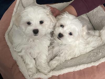 Maltese puppies for sale in Dublin