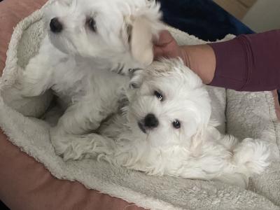 Maltese puppies for sale in Dublin