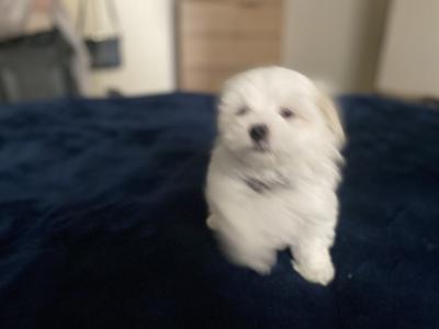 Maltese puppies for sale in Dublin