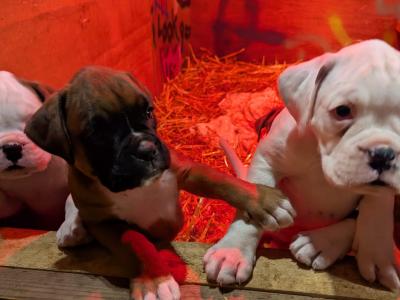 5-star Show Line Boxer puppies in Down – IKC Registered (pending) ✨