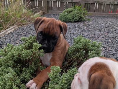 5-star Show Line Boxer puppies in Down – IKC Registered (pending) ✨