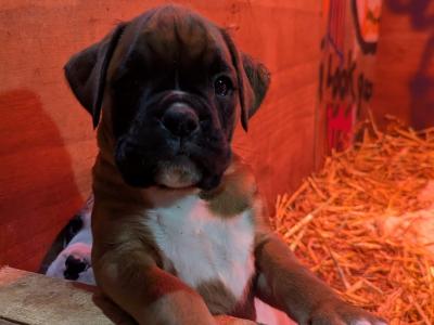 5-star Show Line Boxer puppies in Down – IKC Registered (pending) ✨