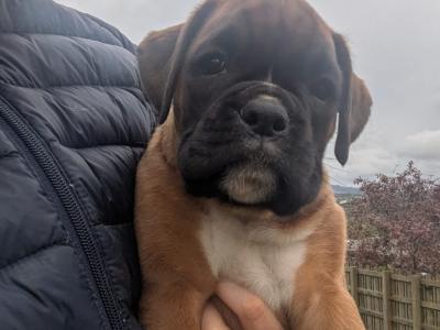 5-star Show Line Boxer puppies in Down – IKC Registered (pending) ✨