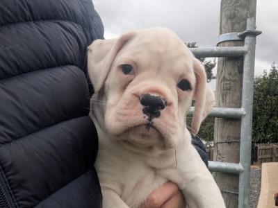 5-star Show Line Boxer puppies in Down – IKC Registered (pending) ✨