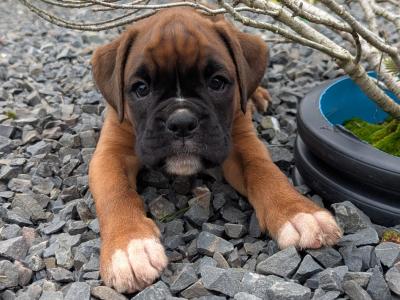 5-star Show Line Boxer puppies in Down – IKC Registered (pending) ✨