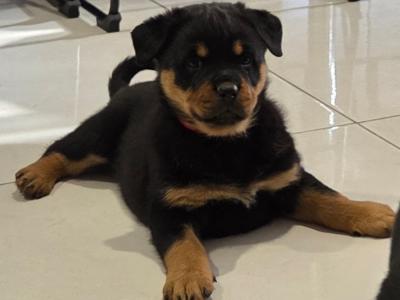 2 Female IKC Registered(pending) Rottweiler puppies-  for sale in Kilkenny