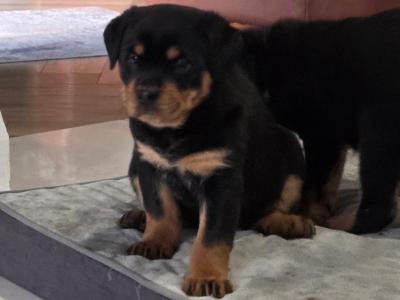 2 Female IKC Registered(pending) Rottweiler puppies-  for sale in Kilkenny