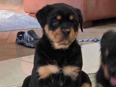 2 Female IKC Registered(pending) Rottweiler puppies-  for sale in Kilkenny
