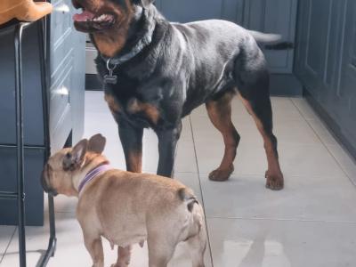 2 Female IKC Registered(pending) Rottweiler puppies-  for sale in Kilkenny