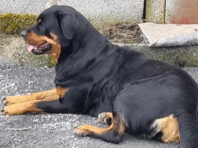 2 Female IKC Registered(pending) Rottweiler puppies-  for sale in Kilkenny