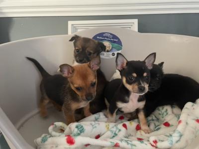 Male beautiful Chihuahua puppy in Galway ready for new homes