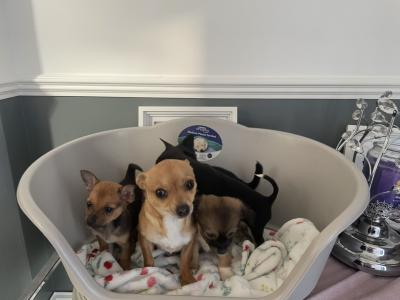Male beautiful Chihuahua puppy in Galway ready for new homes