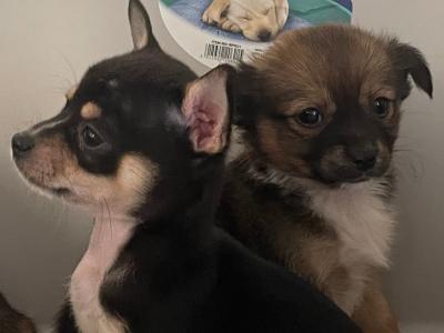 Male beautiful Chihuahua puppy in Galway ready for new homes