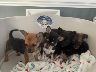 Male beautiful Chihuahua puppy in Galway ready for new homes