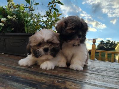 Stunning Shih Tzu puppies in Leitrim 1 male left